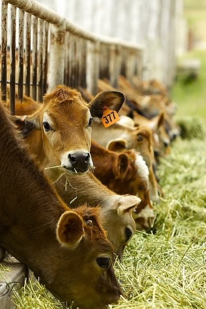 Partnership for Smallholder Farmers and Youth Entrepreneurship based on Agriculture and Livestock Development Program, Thakurbaba