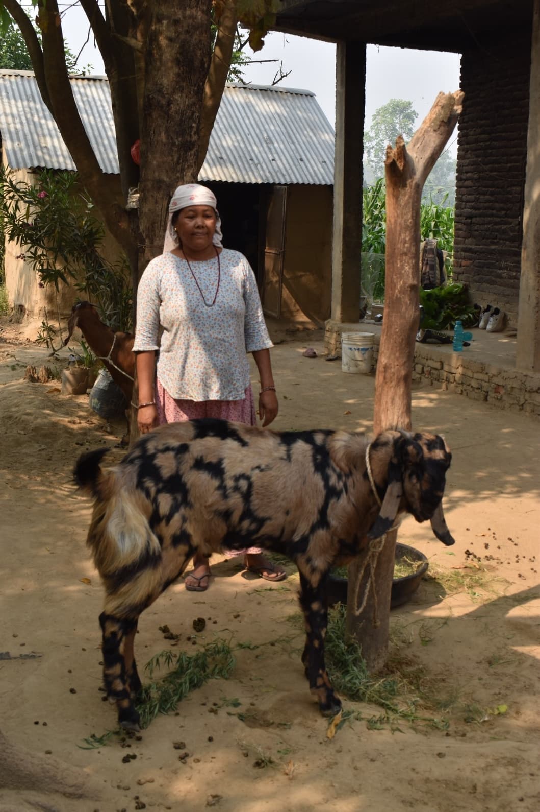 Partnership for Smallholder Farmers and Youth Entrepreneurship based on Agriculture and Livestock Development Program, Thakurbaba