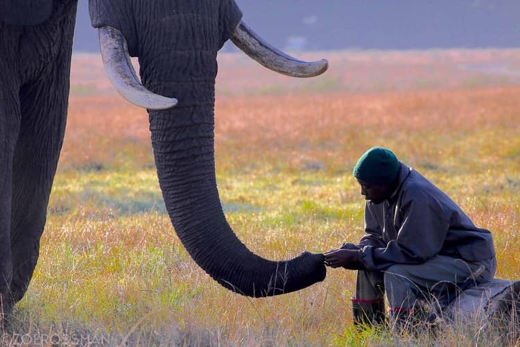 Consolidating and Disseminating Cost-Effective Approaches to Mitigate Human-Elephant Conflict in Nepal and India – GNF Initiative