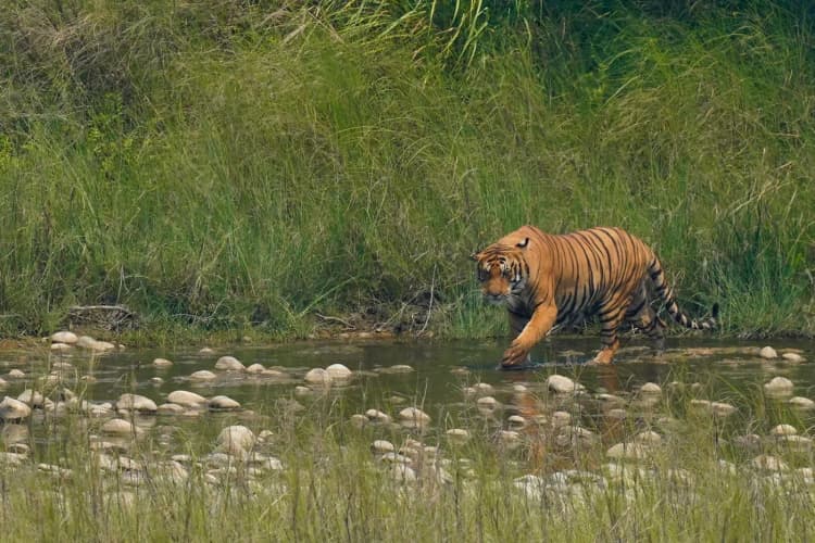 Championing Change: Living in Harmony with Wildlife in Lowland Nepal