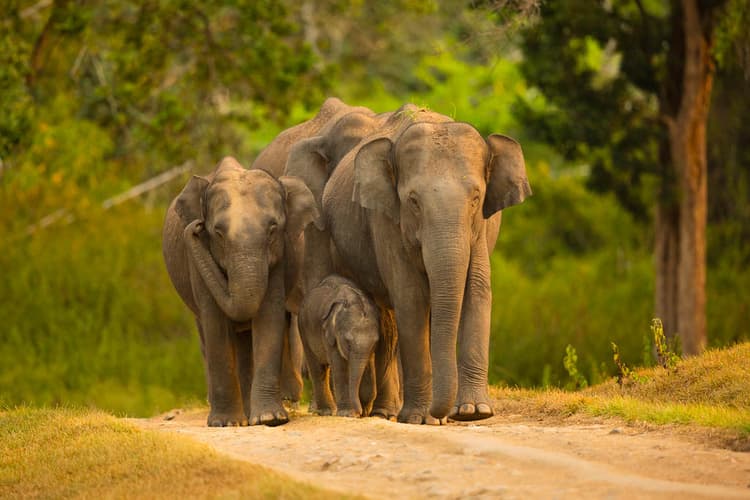Consolidating and Disseminating Cost-Effective Approaches to Mitigate Human-Elephant Conflict in Nepal and India – GNF Initiative