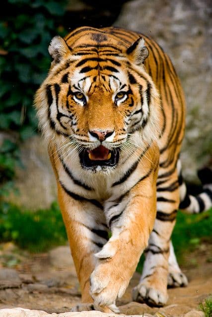 Championing Change: Living in Harmony with Wildlife in Lowland Nepal