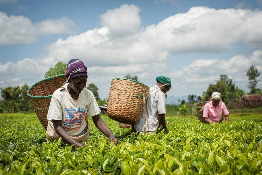 Partnership for Smallholder Farmers and Youth Entrepreneurship based on Agriculture and Livestock Development Program, Thakurbaba 